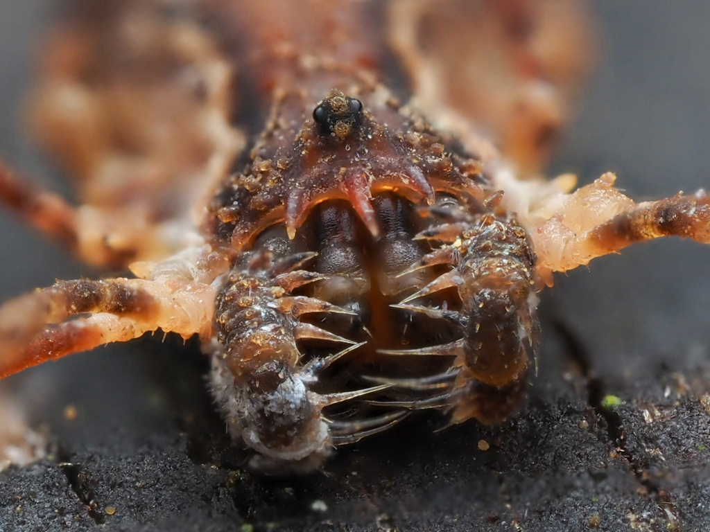 Algidia chiltoni