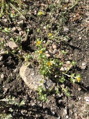 Eriophyllum multicaule