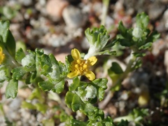 Eriophyllum multicaule