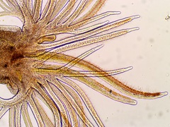 Manayunkia baicalensis