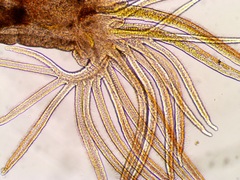 Manayunkia baicalensis