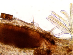 Manayunkia baicalensis