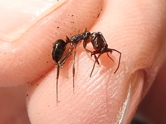 Odontomachus ruginodis