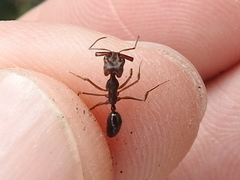 Odontomachus ruginodis