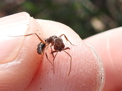 Odontomachus ruginodis