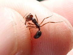 Odontomachus ruginodis