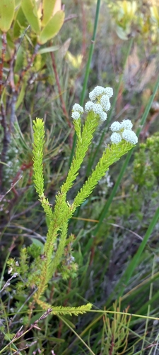 Berzelia dregeana (Berzelia dregeana)