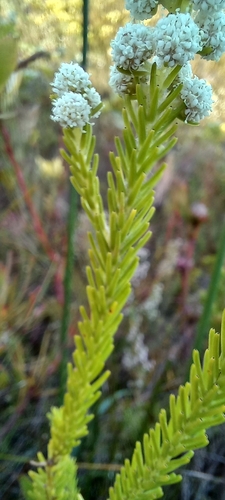 Image of Berzelia dregeana by (c) Adele SL, some rights reserved (CC BY)