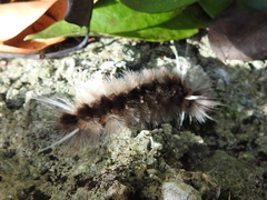 Halysidota cinctipes