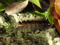 Halysidota cinctipes