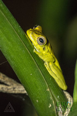 Osteopilus pulchrilineatus