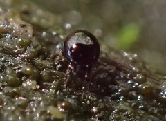 Galumnidae