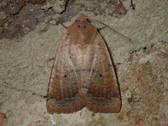 Sericaglaea signata