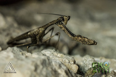 Epaphrodita musarum