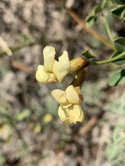 Acmispon grandiflorus grandiflorus
