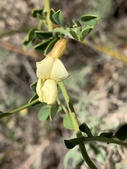 Acmispon grandiflorus grandiflorus