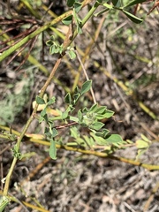 Acmispon grandiflorus grandiflorus