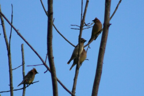 Cedar Waxwing photographed in Virginia