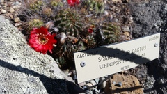 Lobivia hertrichiana