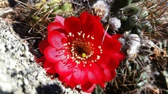 Lobivia hertrichiana