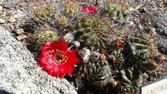 Lobivia hertrichiana