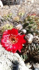 Lobivia hertrichiana