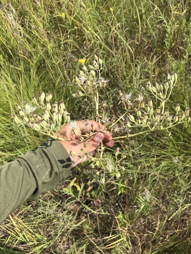 Arnoglossum plantagineum