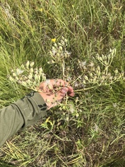 Arnoglossum plantagineum