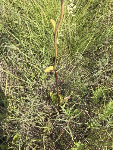 Arnoglossum plantagineum, photograph 1