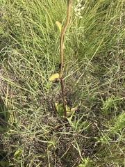 Arnoglossum plantagineum, photograph Rose Zappa, CC BY, iNaturalist via GBIF