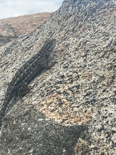 iNaturalist observation photo of Western Fence Lizard