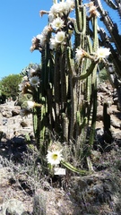 Trichocereus bridgesii