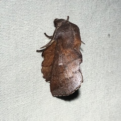 Phyllodesma occidentis