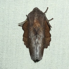 Phyllodesma occidentis