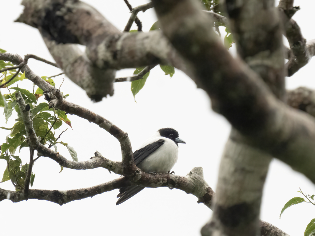 Bismarck Woodswallow photo