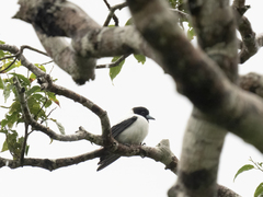 White-Backed Woodswallow photo 1