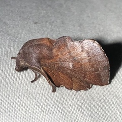 Phyllodesma occidentis