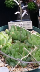 Haworthia cymbiformis