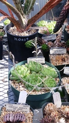 Haworthia cymbiformis