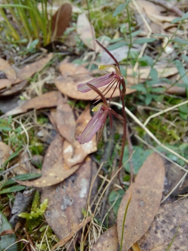 Image of Cyrtostylis reniformis by (c) graeme lunt, some rights reserved (CC BY)
