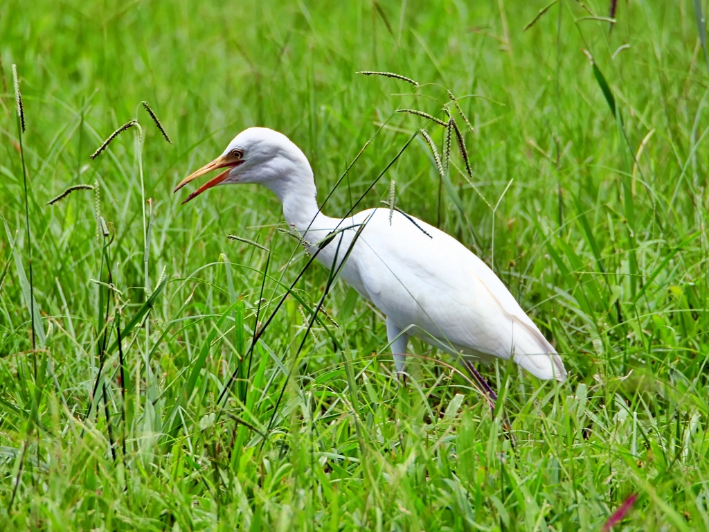 Cattle Egret From On August 19 2023 At 11 00 AM By Cdhsiao   Large 