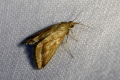 Achyra massalis