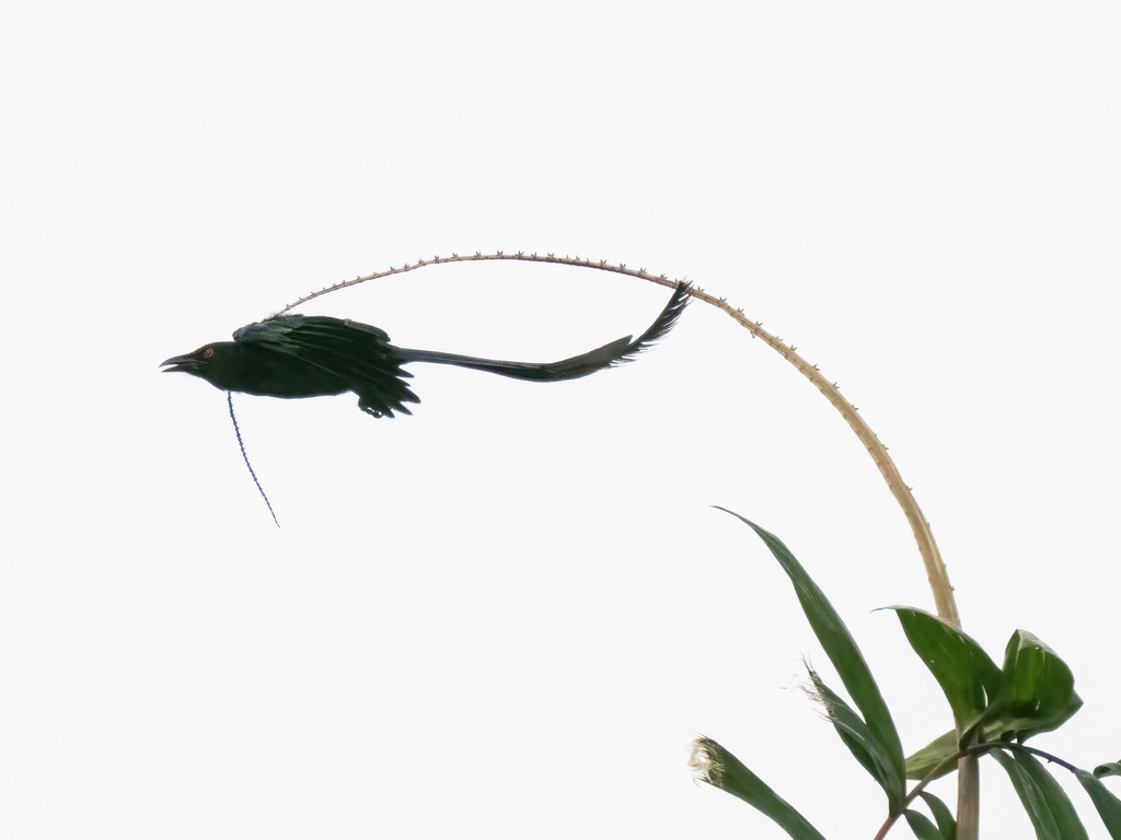 Ribbon-tailed Drongo photo