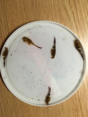 Eubranchipus neglectus