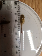 Eubranchipus neglectus