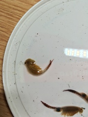 Eubranchipus neglectus