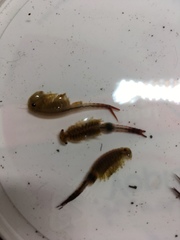 Eubranchipus neglectus