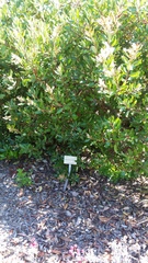 Comarostaphylis arbutoides