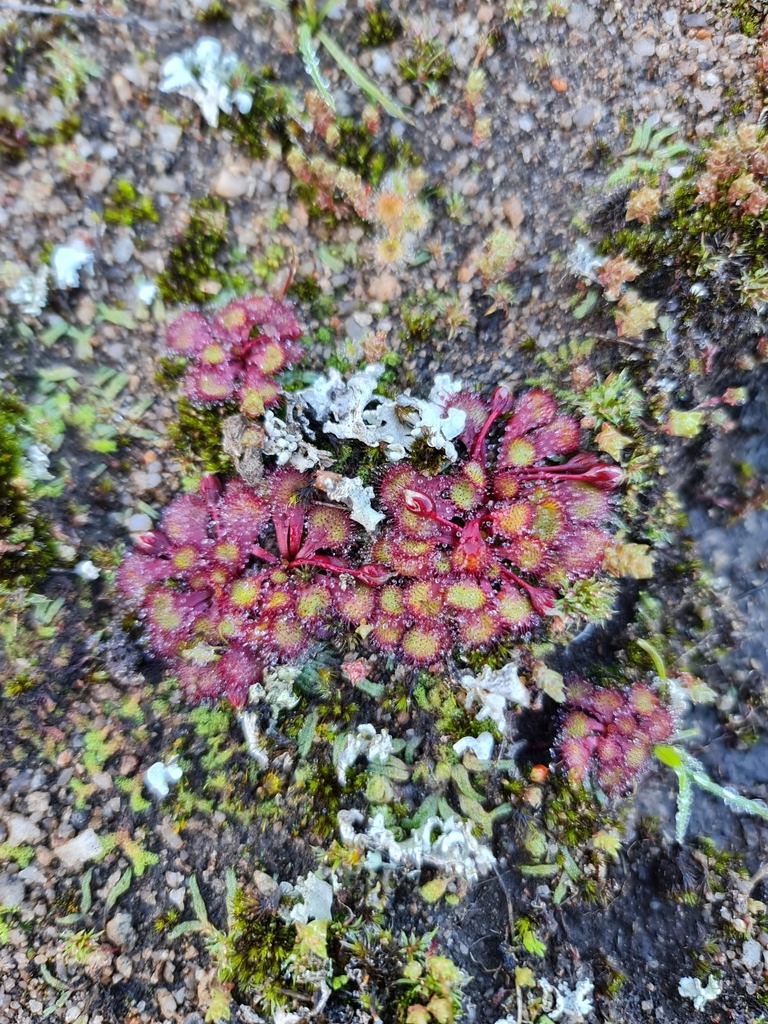 Drosera lowriei, Pingelly, AU-WA, AU