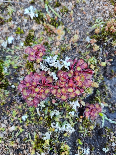 Drosera lowriei